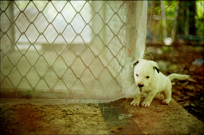 puppies, thailand