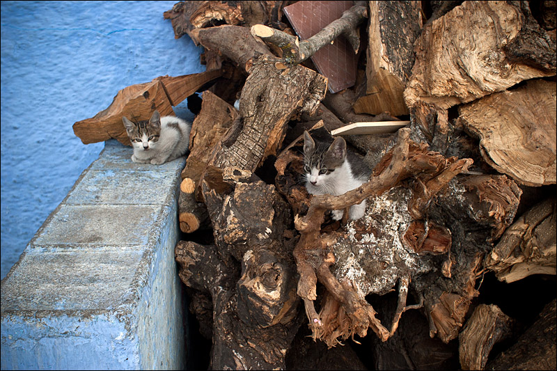 more street cats in chaouen