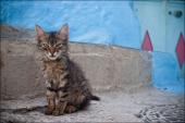 chaouen; cat metropolis